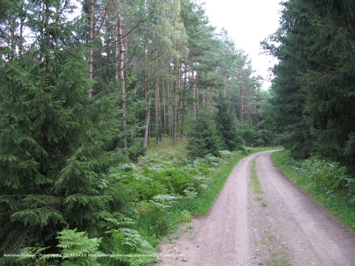 Puszcza Romincka - romincka droga